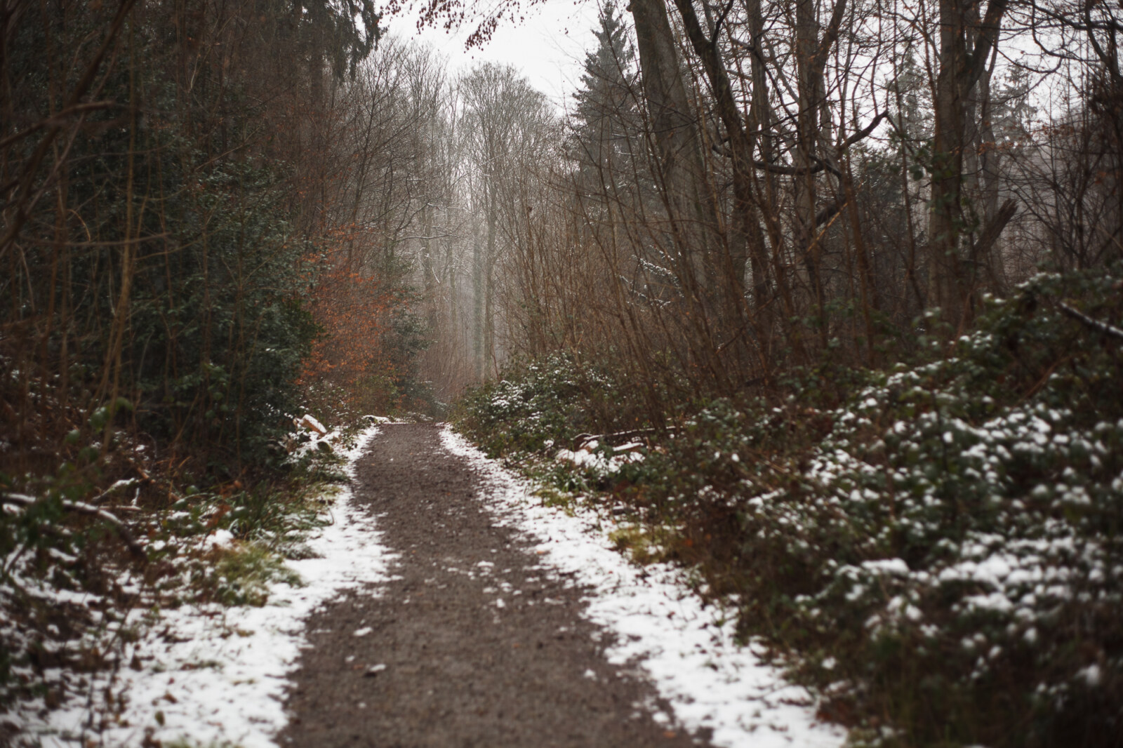 Nevaba y fui al bosque. Obviamente que saqué fotos y muy rápidamente hice una selección de cuatro que comparto con ustedes. Empezamos el año con todo.