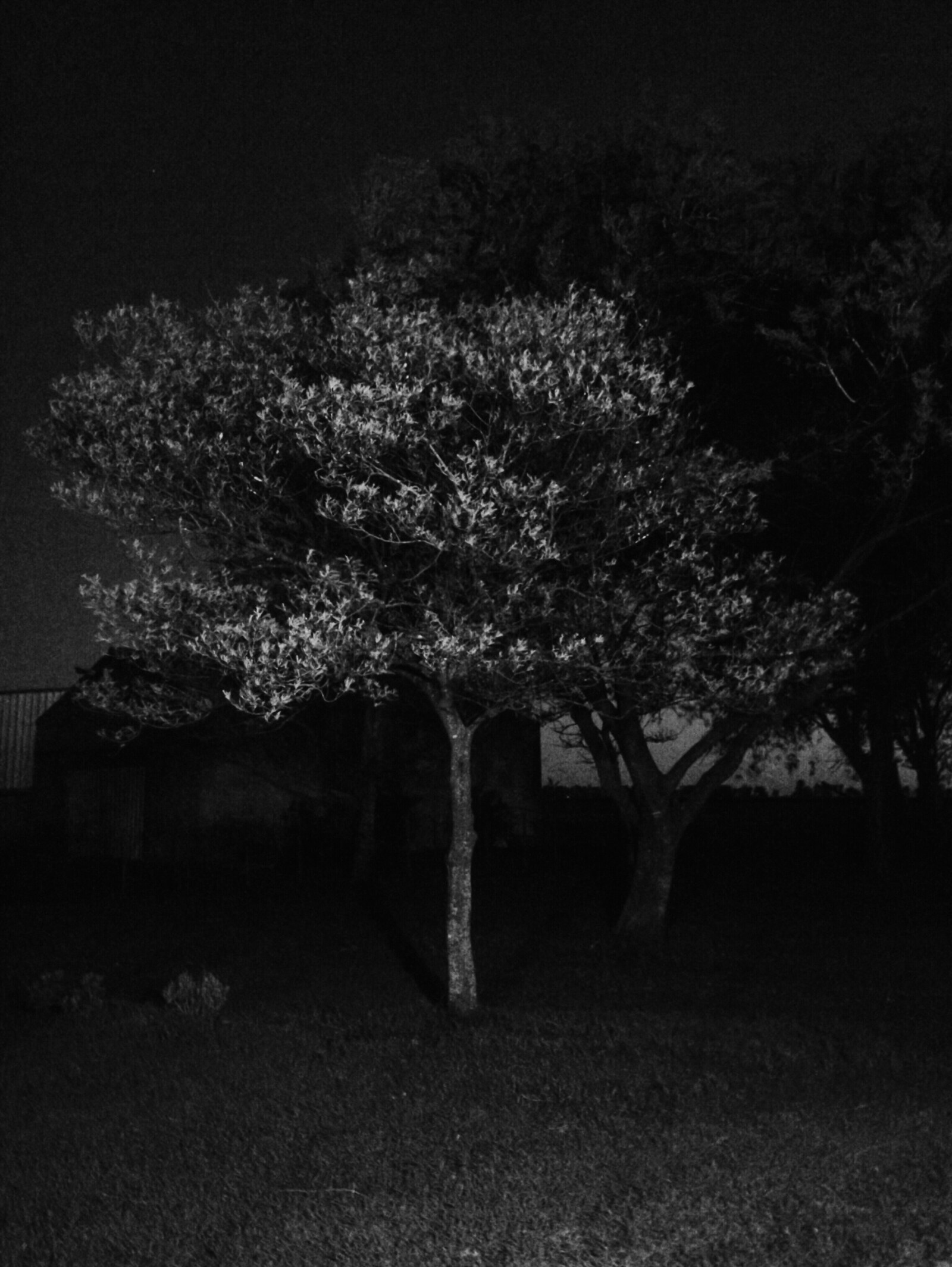 Fotos de las vacaciones. Árbol nocturno.